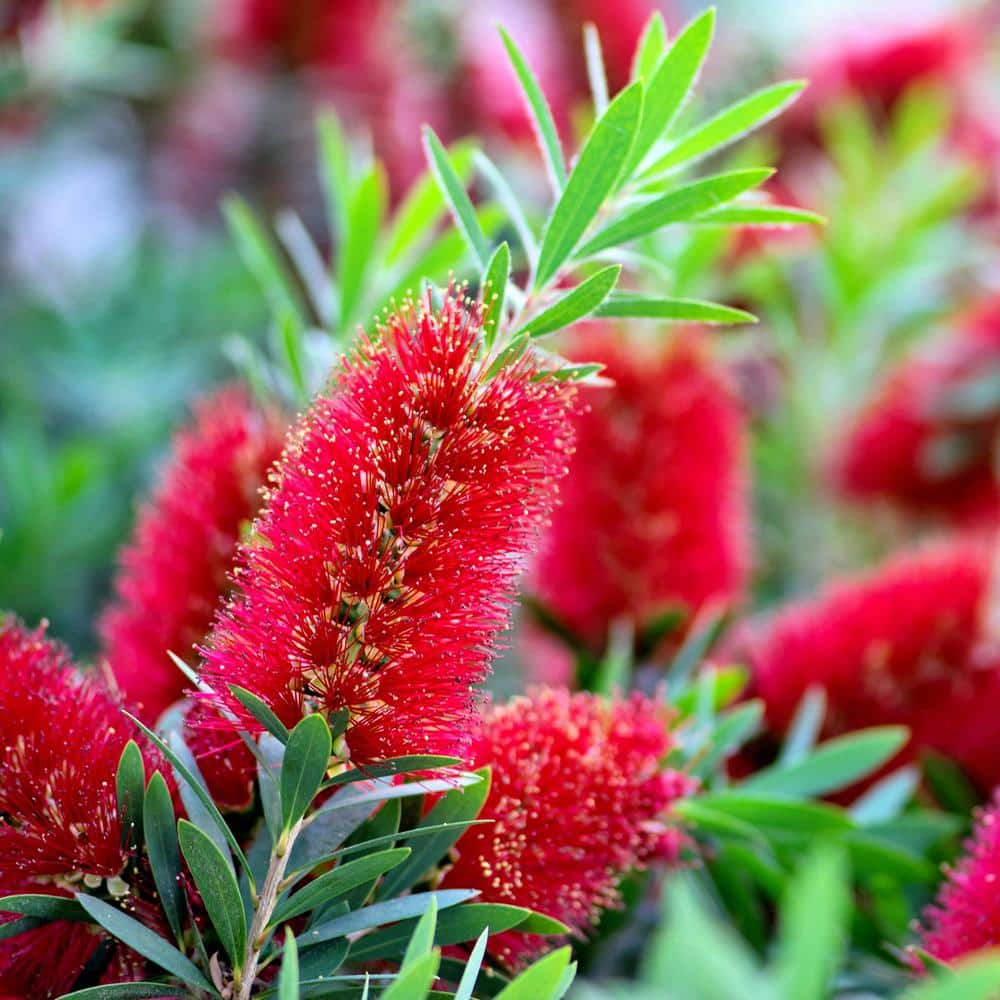 Red Cluster Bottlebrush (Callistemon rigidus) 2.5 Gal, Bottlebrush Like Flower Clusters, Live Evergreen Accent Shrub - Hercitys