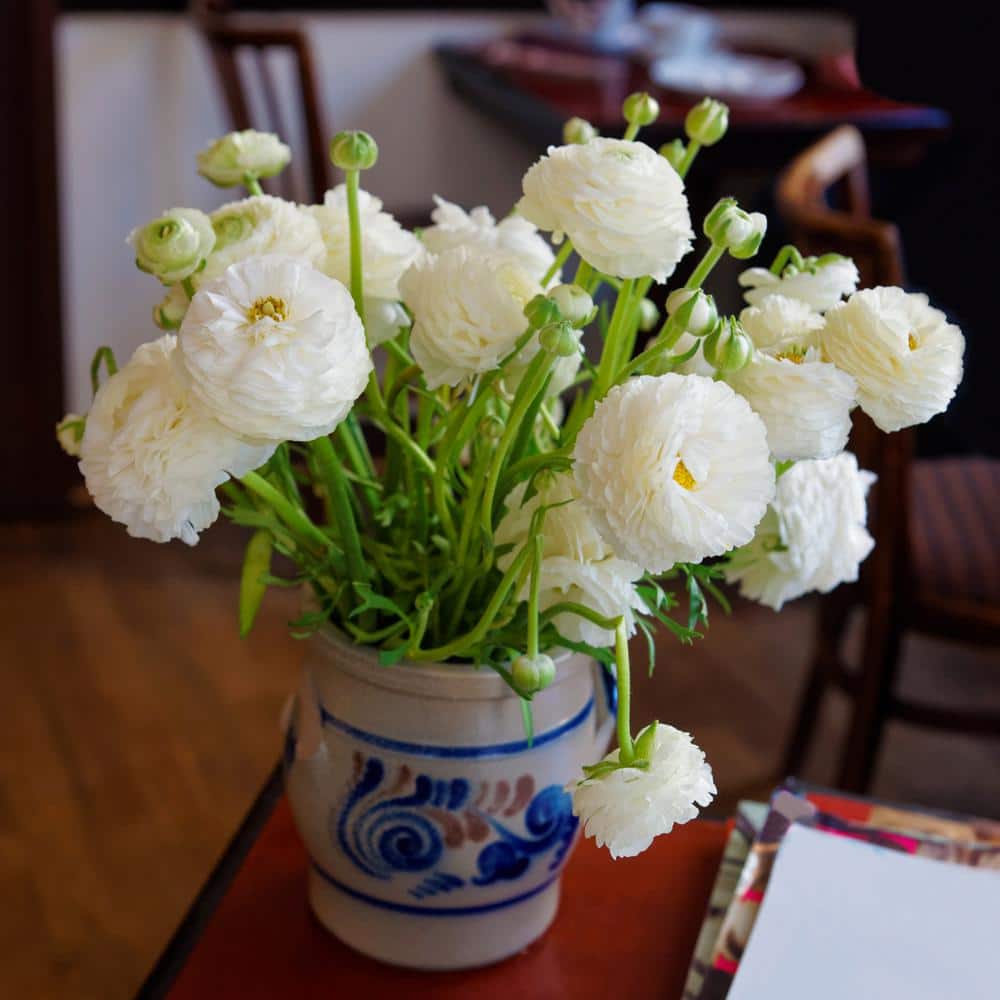 White Peony Ranunculus Plant Bulb Kit - Hercitys