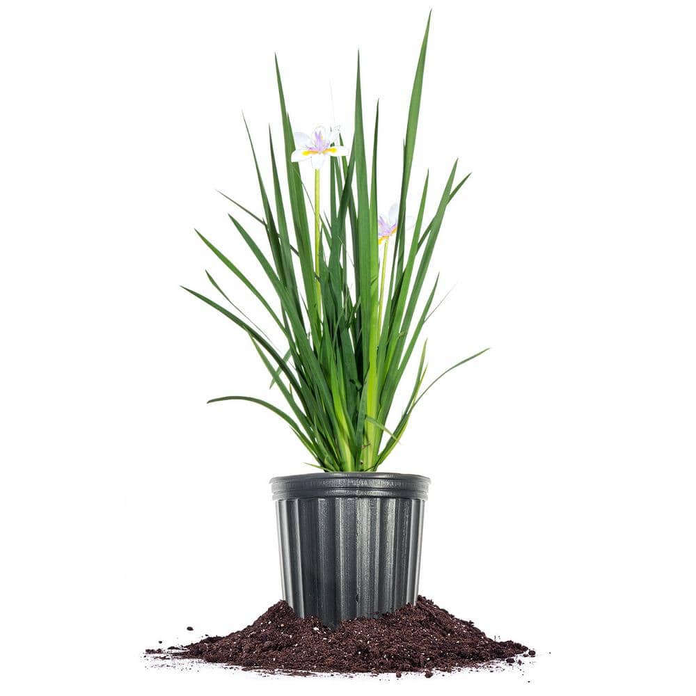 White African Iris Flowering Shrub in 1 Gal. Grower’s Pot - Hercitys