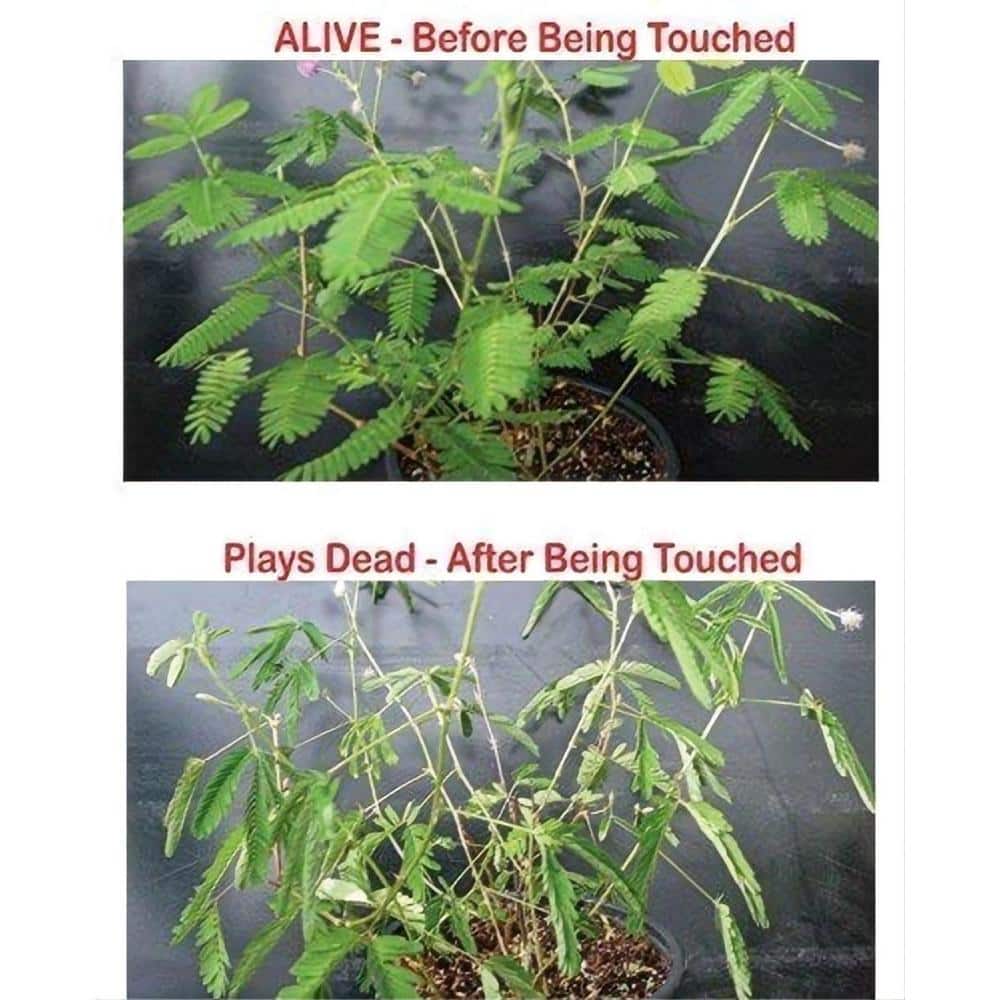 Zombie Plant Seed (2-Piece) - Hercitys