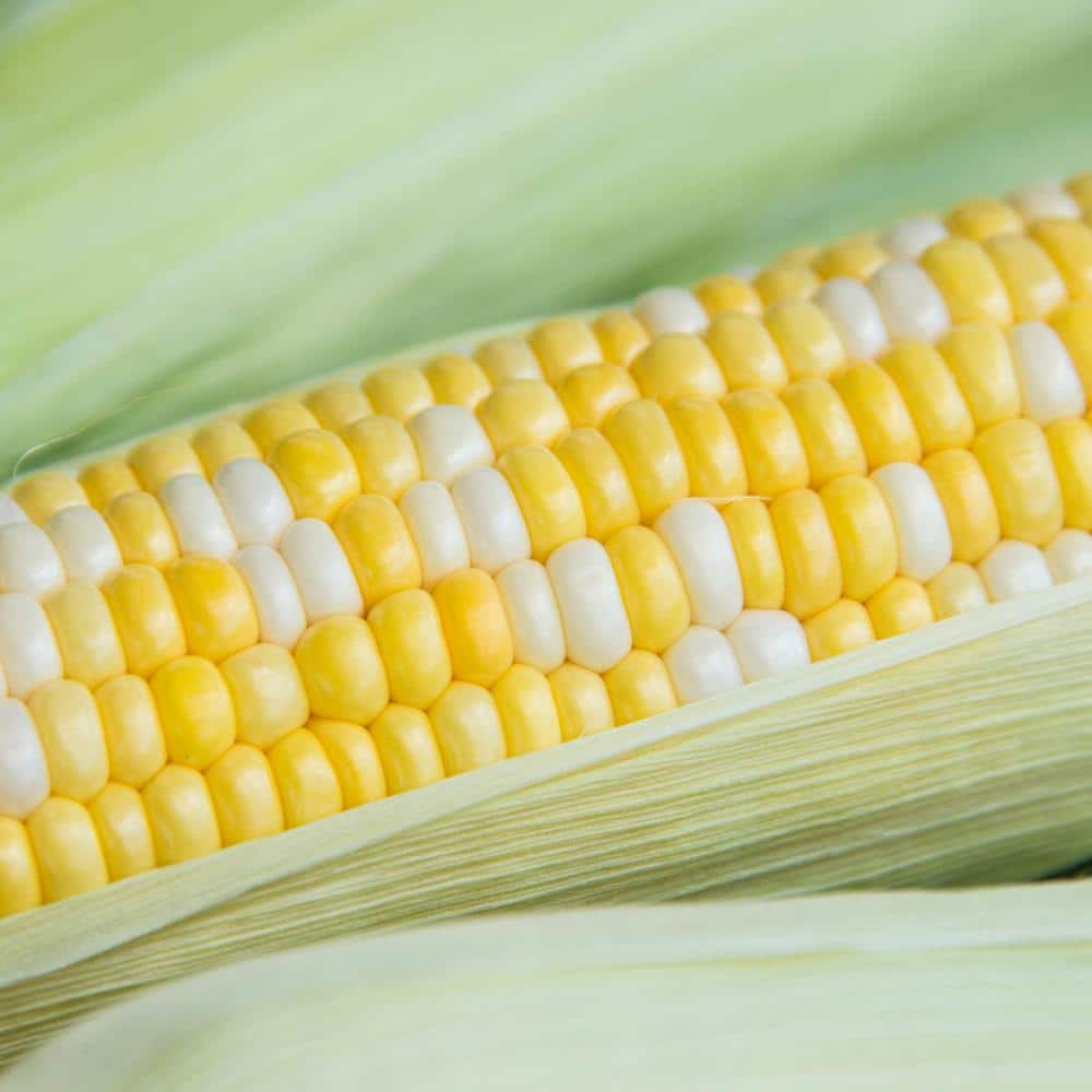Sweet Corn Simply Irresistible Vegetable Seed (200 Seed Packet) - Hercitys