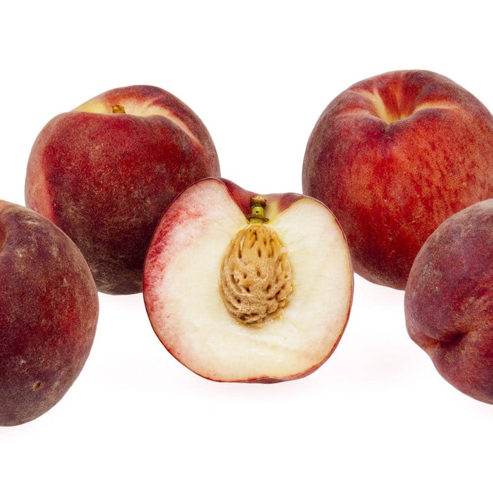 Snow Queen White Nectarine Tree (Bare-Root, 3 ft. to 4 ft. Tall, 2-Years Old) - Hercitys