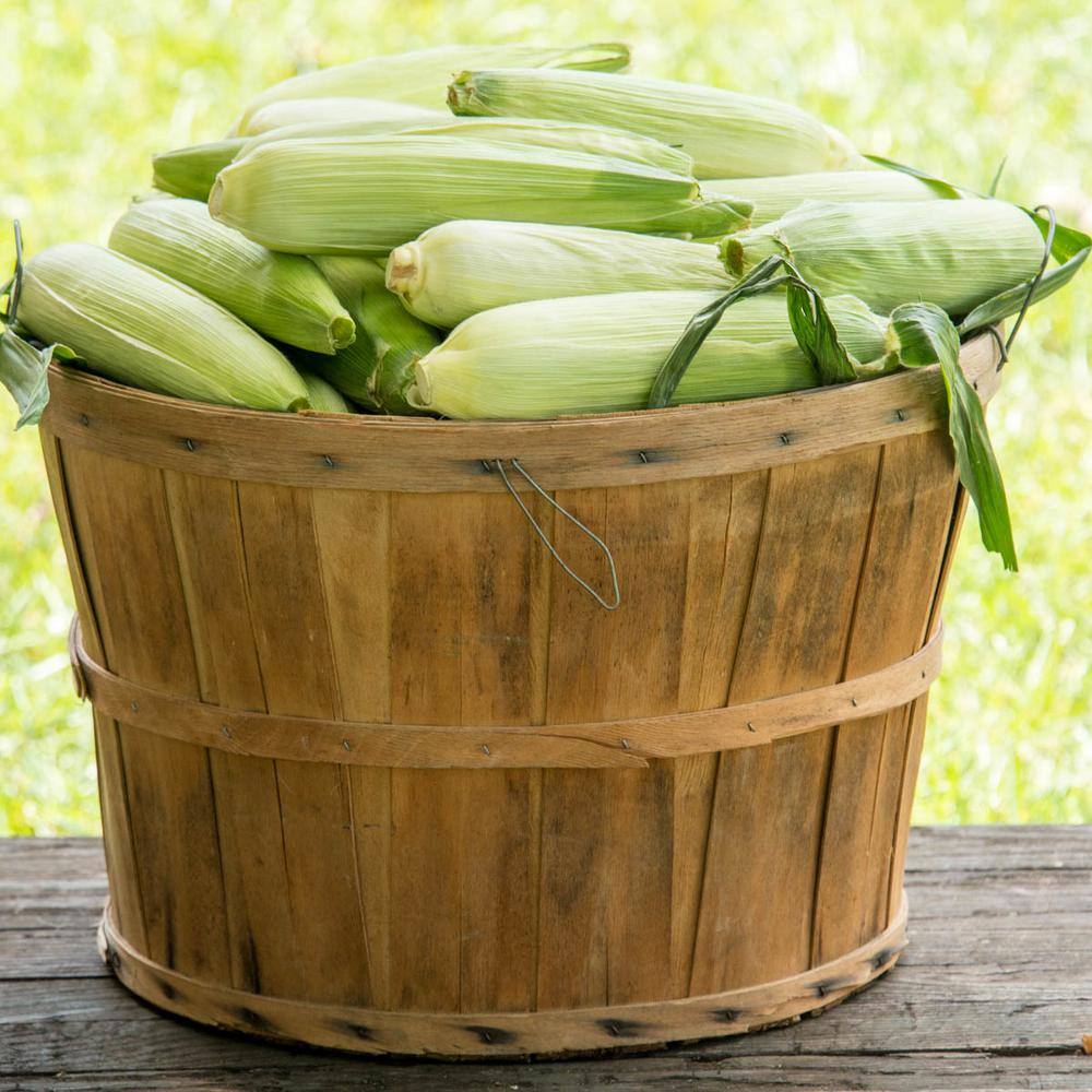 Sweet Corn Simply Irresistible Vegetable Seed (200 Seed Packet) - Hercitys