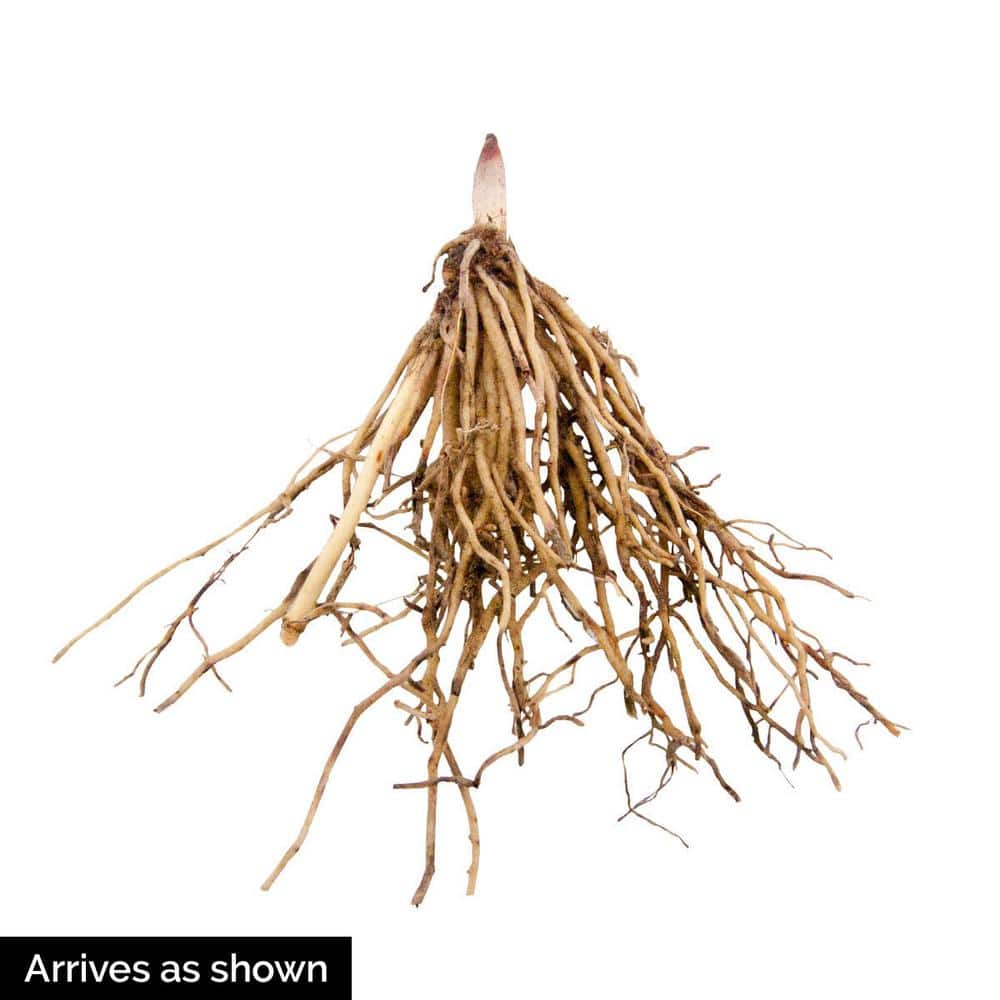 White Flowering Lily of the Valley Convallaria Dormant Bare Root Groundcover Perennial Starter Plant Root (1-Pack) - Hercitys