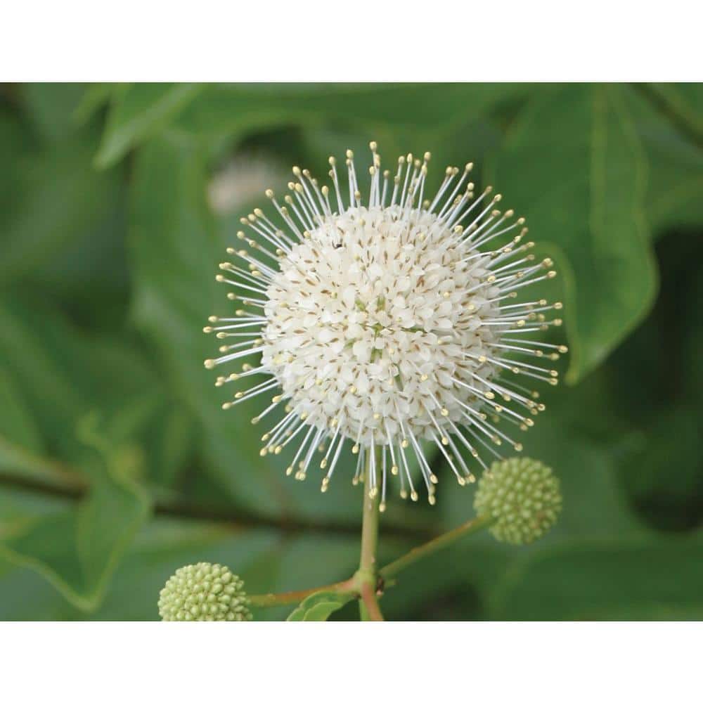 Sugar Shack Cephalanthus 4.5 in. Quart - Hercitys