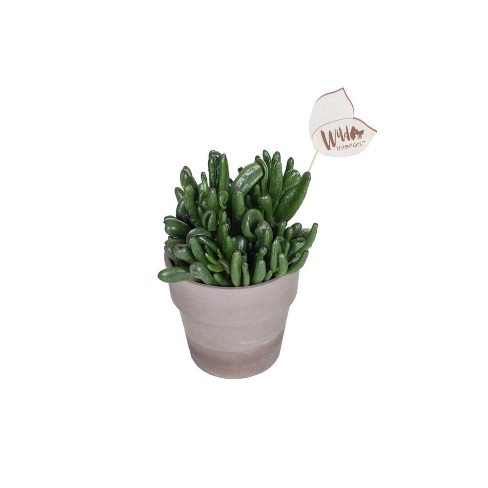 Wild Interiors 5 in. Crassula Succulent in a Terra Cotta Pot - Hercitys