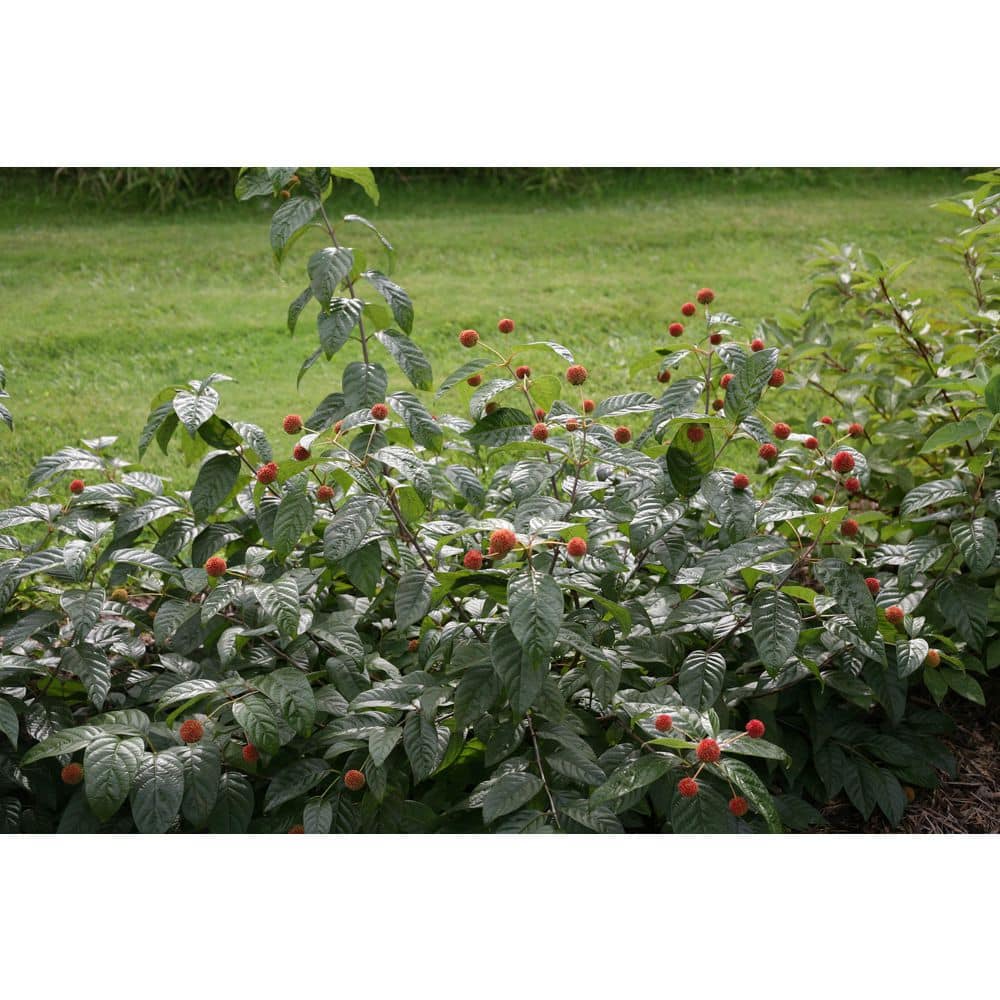 Shop By Department/Lawn & Garden/Plants & Garden Flowers/Bushes - Hercitys