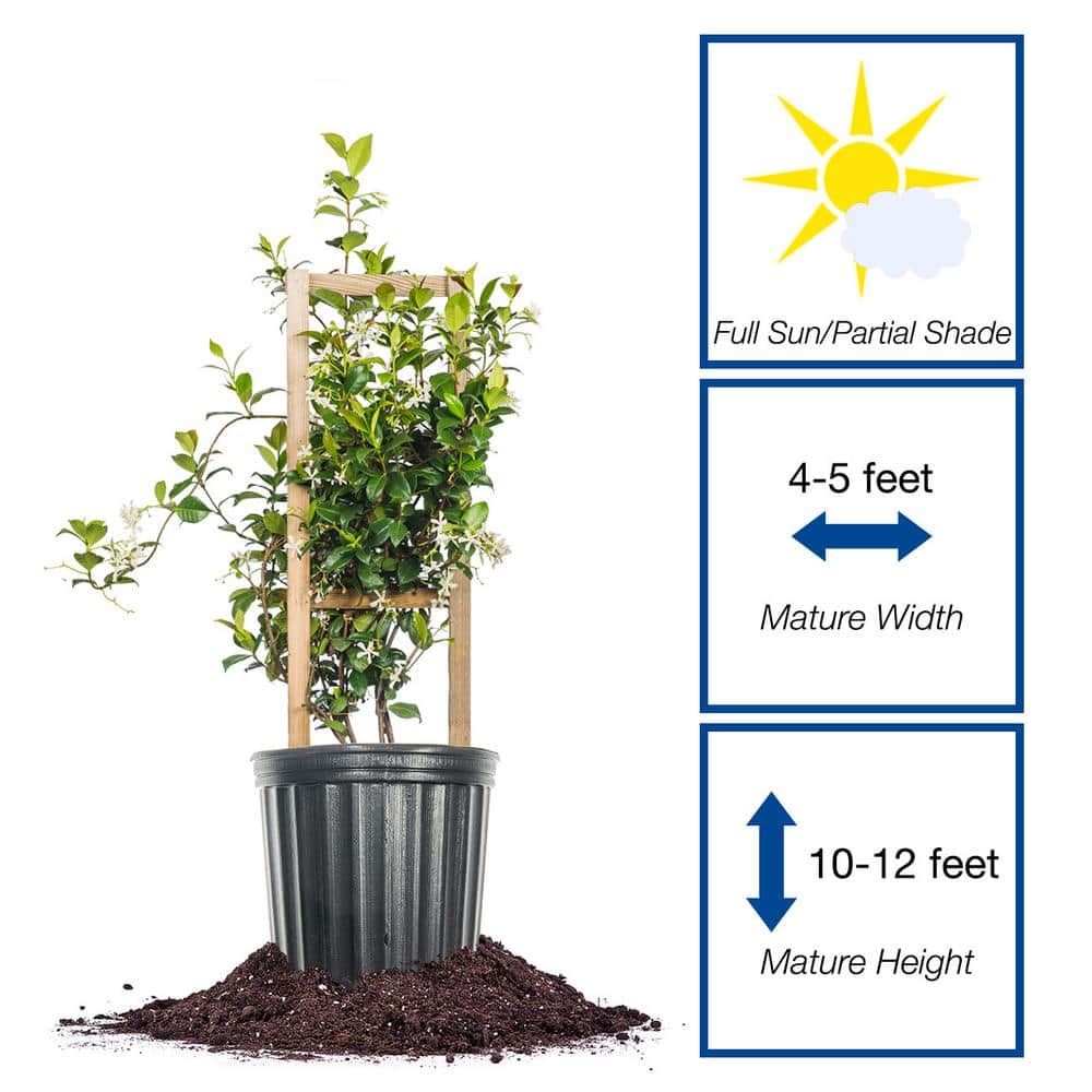 Star Jasmine Vining Shrub 3G. Growers Pot, Fragrant White Flowering Vine Plant - Hercitys