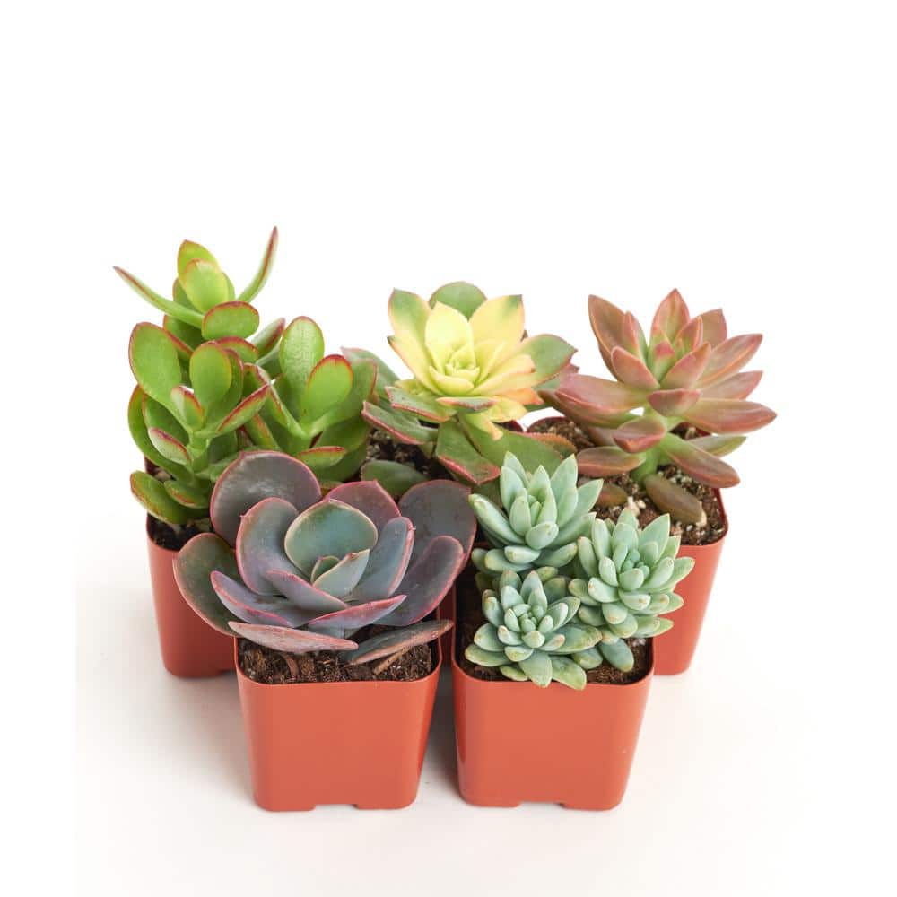 Unique Mix Live Succulents in Soil Hand Selected Variety (5-Pack) - Hercitys