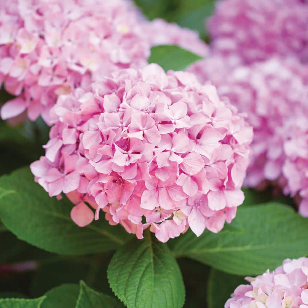 Hydrangea Pink Beauty, Live Bare Root Shrub (Bag of 2) - Hercitys