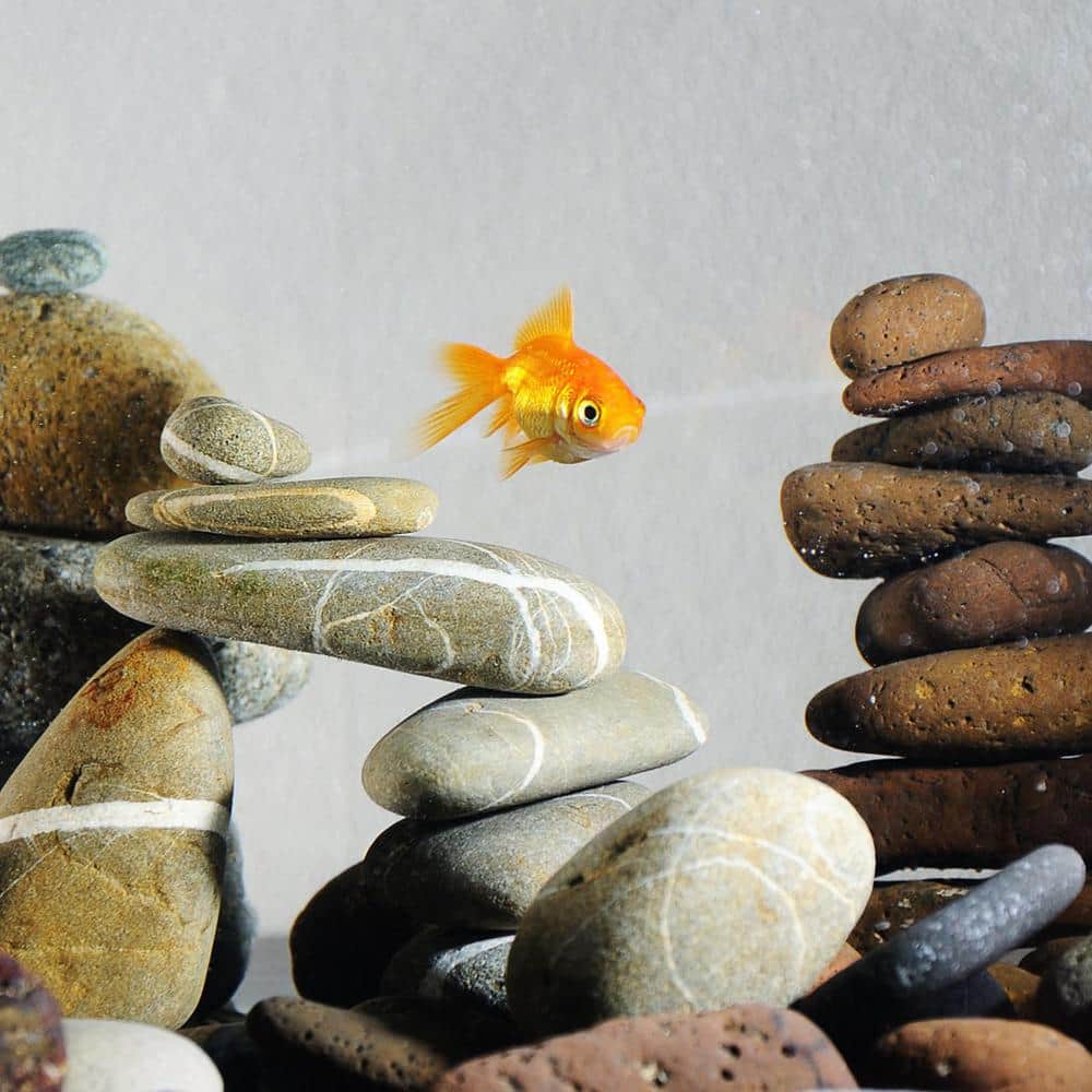 Natural Unpolished 0.25 cu. ft. Per Bag Mexican Beach Pebbles for Landscaping Garden (20 lbs. / Covers 20 cu. ft. ) - Hercitys