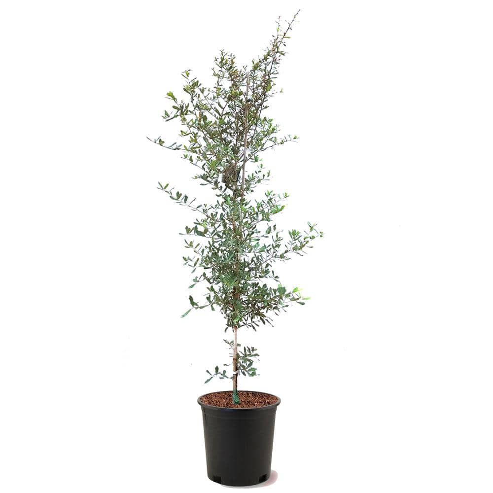Southern Live Oak Semi-Evergreen Shade Tree - Hercitys