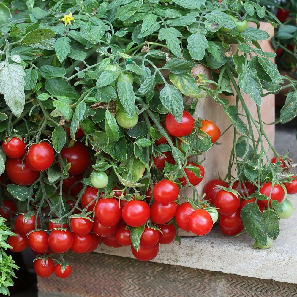 6.1 in. Mini Tomato Healthy Seed Grow Kit - Hercitys