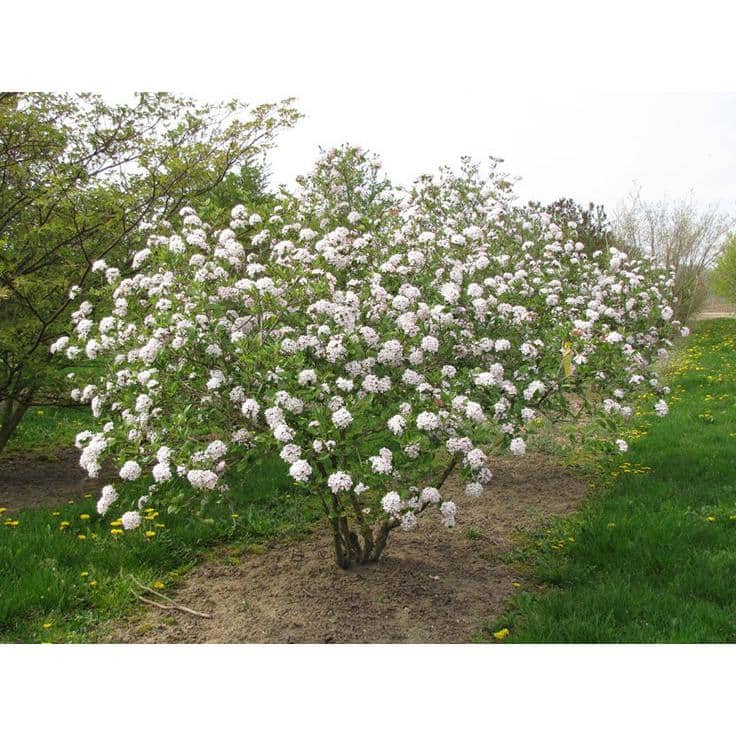 1 Gal. Burkwood Viburnum Evergreen Shrub - Hercitys