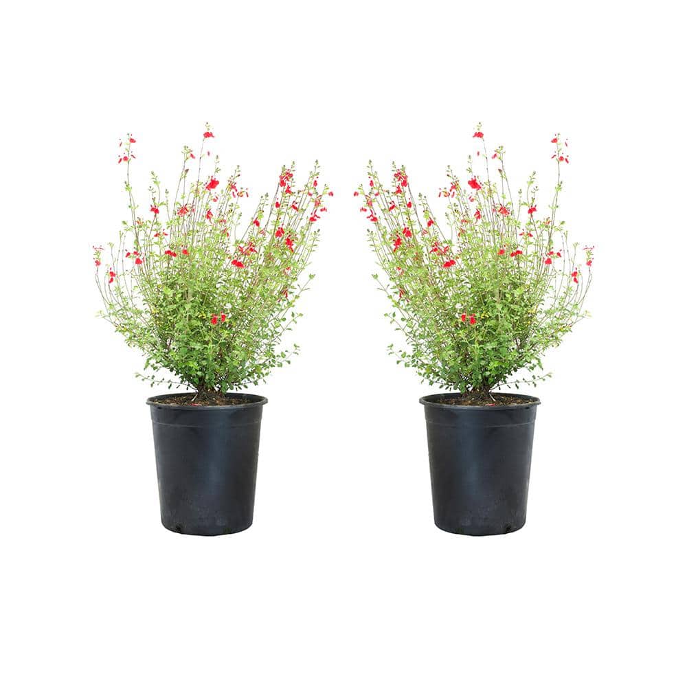 #5 Container Hot Lips Flowering Sage Shrubs (2-Pack) - Hercitys
