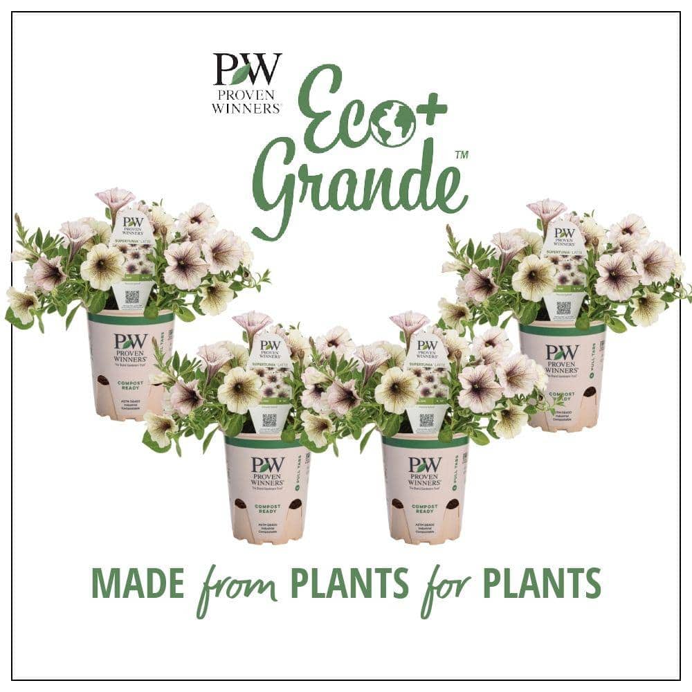 4.25 in. Eco+Grande Supertunia Latte (Petunia) Live Plant, Silver-White and Brown Flowers (4-Pack) - Hercitys