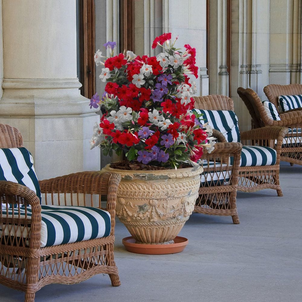 1 gal. Mandevilla All American Red-White-Blue Plant - Hercitys