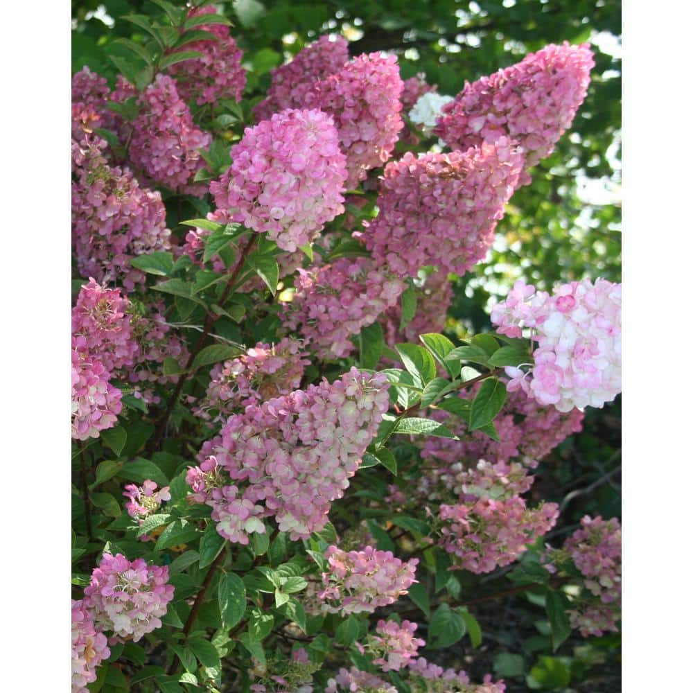 1 Gal. Strawberry Sundae Hydrangea Flowering Shrub with White to Pink Flowers - Hercitys