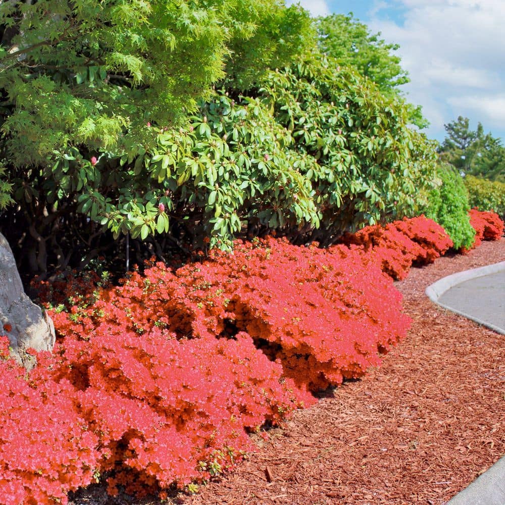 3 gal. Azalea Flame Creeper Shrub with Orange Flowers - Hercitys
