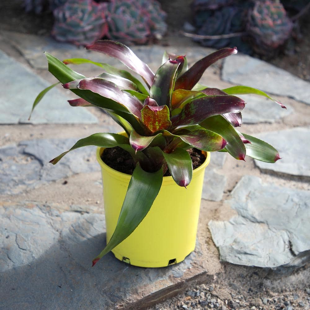 4 qt. Bromeliad Neoregelia Gazpacho Tropical Perennial Outdoor Plant with Bright Red and Green Foliage in Grower Pot - Hercitys