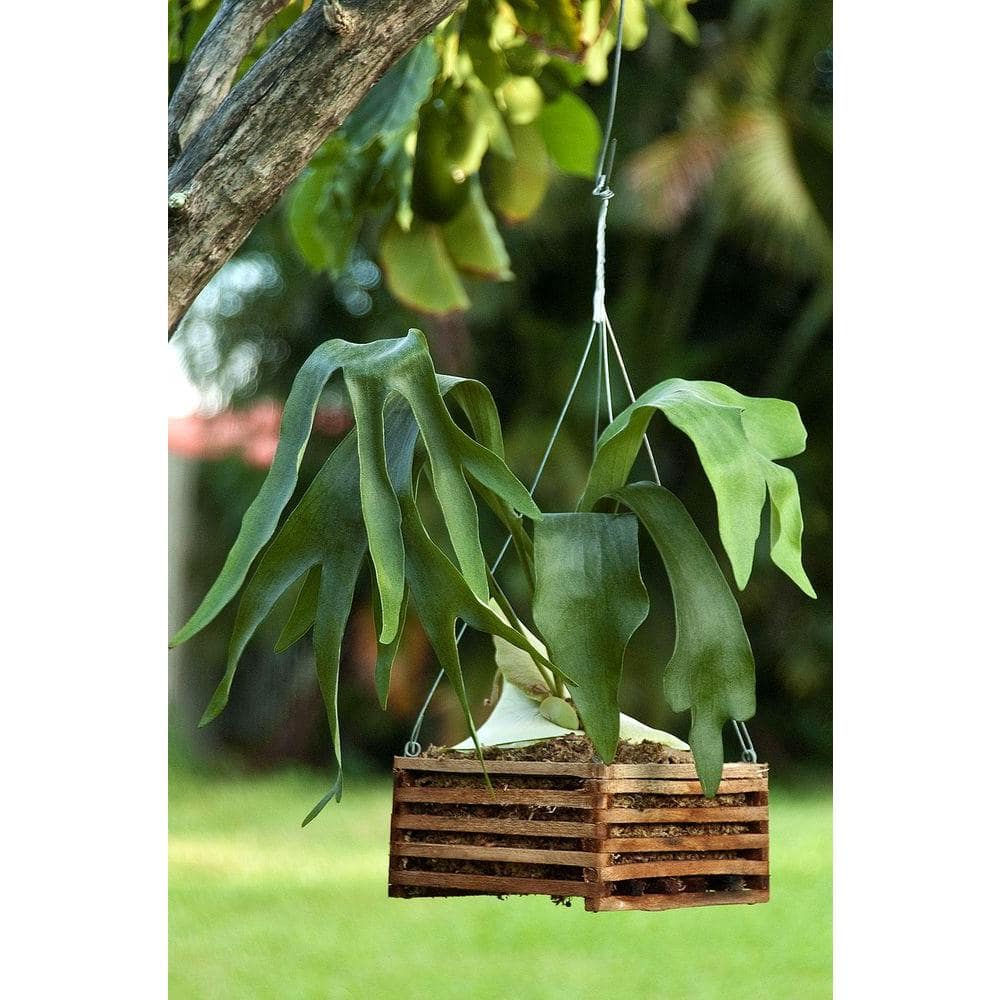 10 in. Square Wood Hanging Basket Twin Pack - Hercitys