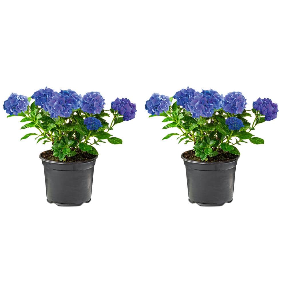 2.5 Qt. Blue Perennial Hydrangea Macrophylla (2-Pack) - Hercitys