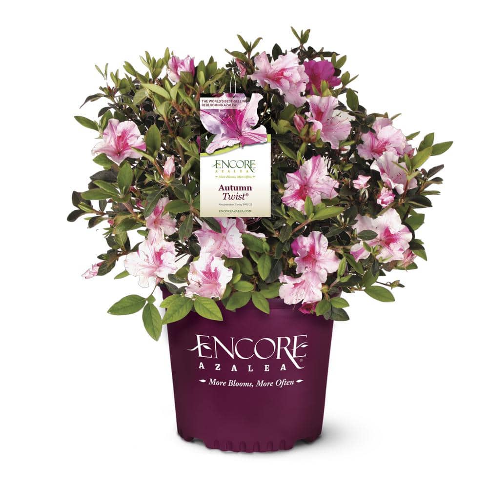 5 Gal. Autumn Twist Azalea Shrub with Bi-Color and Occasional Solid Purple Blooms and Rich Green Foliage - Hercitys