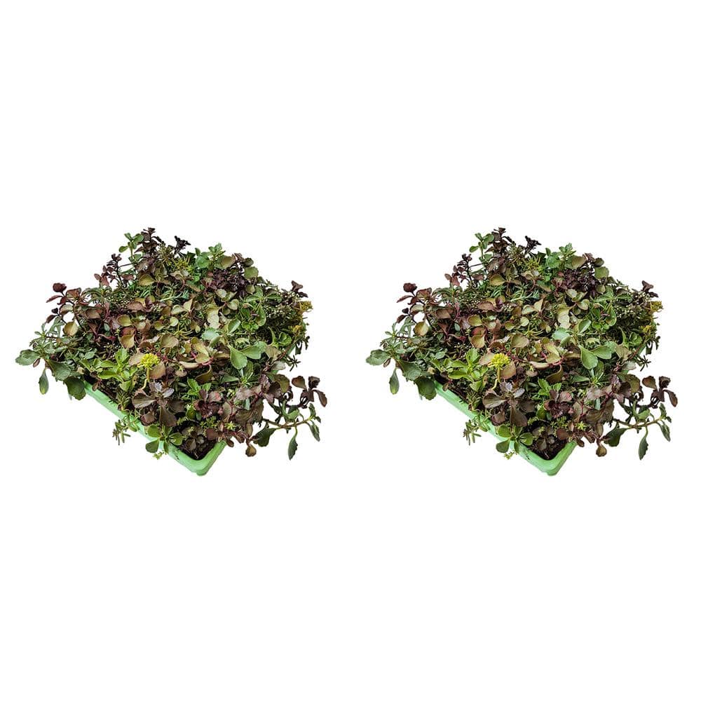 10 in. x 10 in. Perennial Sedum Tile Paver Mix (2-Pack) - Hercitys
