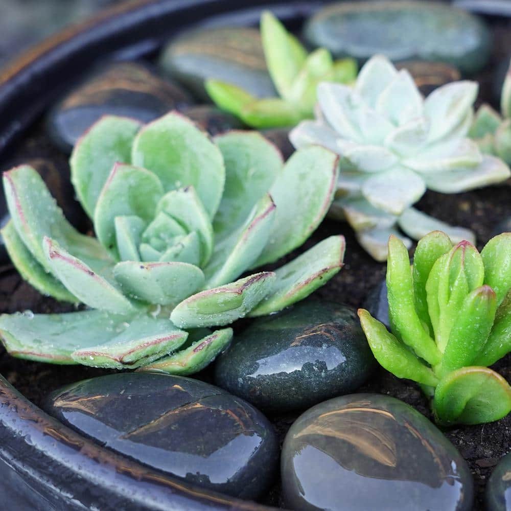 0.25 cu. ft. 2 in. to 3 in. Black Mexican Beach Pebble Smooth Round Rock for Gardens, Landscapes and Ponds - Hercitys