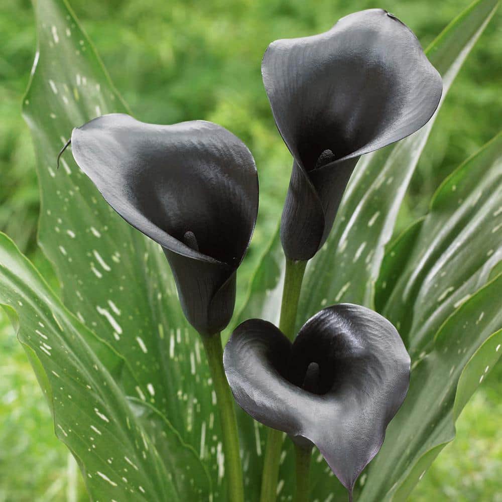 14 cm/16 cm, Black Escape Calla Lily Flower Bulbs (Bag of 5) - Hercitys
