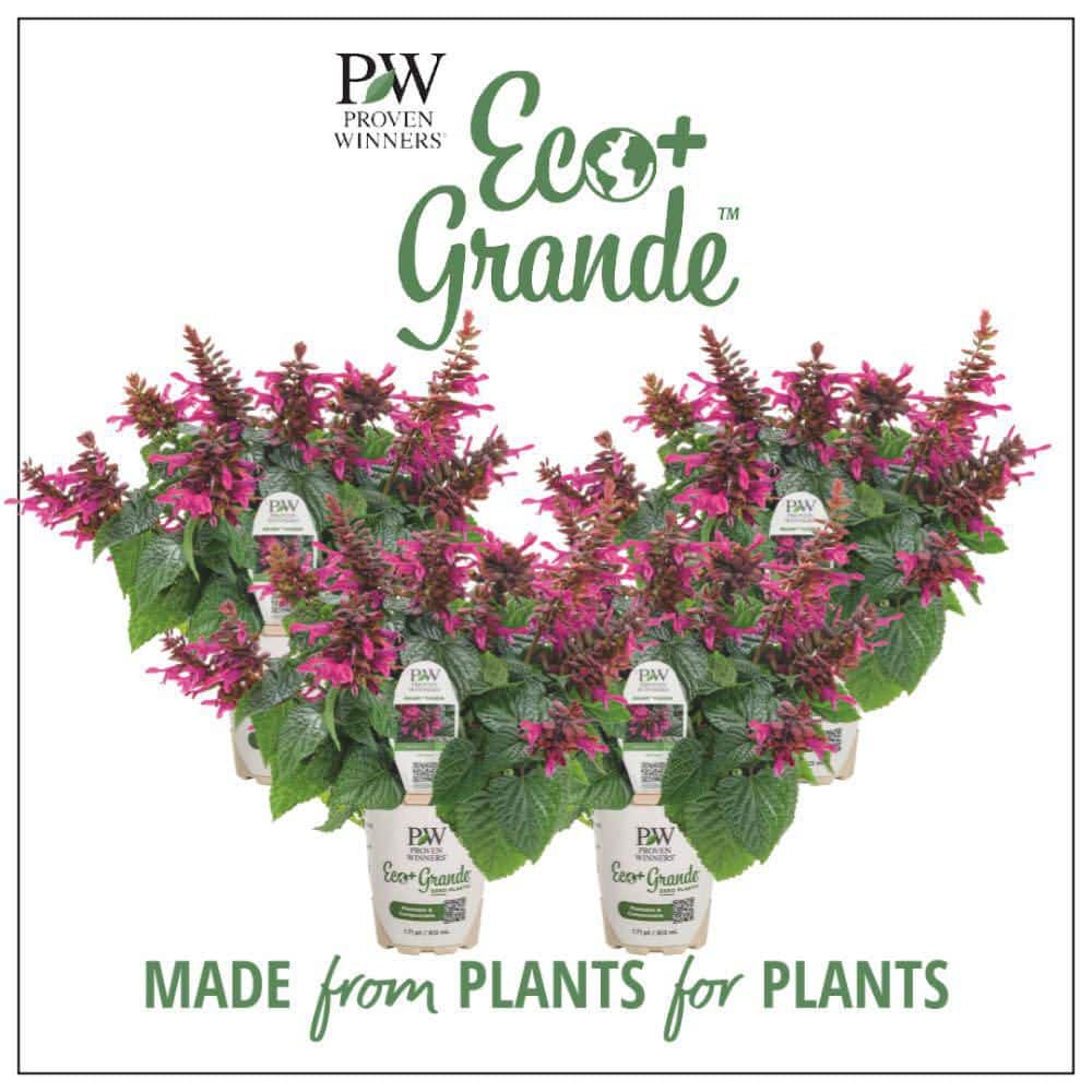 4.25 in. Eco+ Grande Rockin’ Fuchsia Salvia (Hybrid) Live Annual Plant with Pink Flowers 4-Pack - Hercitys