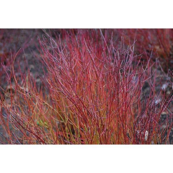 1 Gal. Kelsey Dogwood Shrub With Compact Lush Foliage and Extreme Cold Hardiness - Hercitys