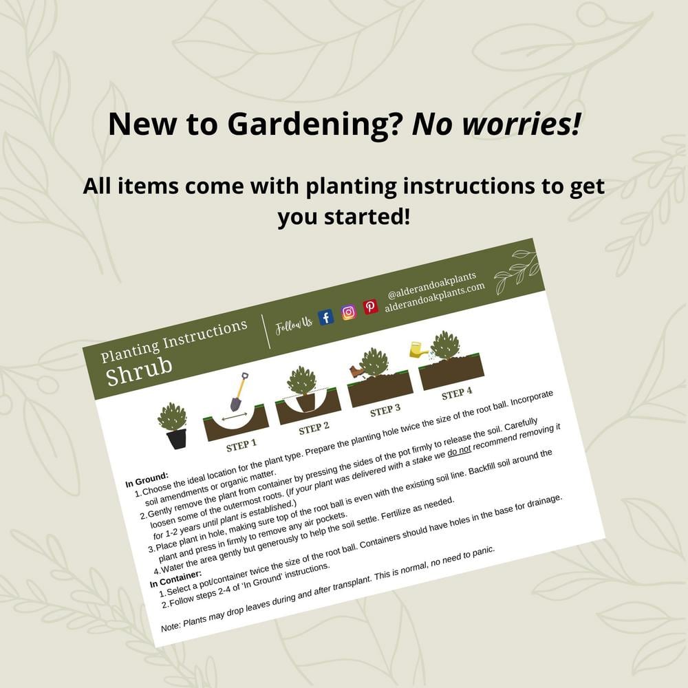 #1 Container Mexican Heather Shrub (4-pack) - Hercitys