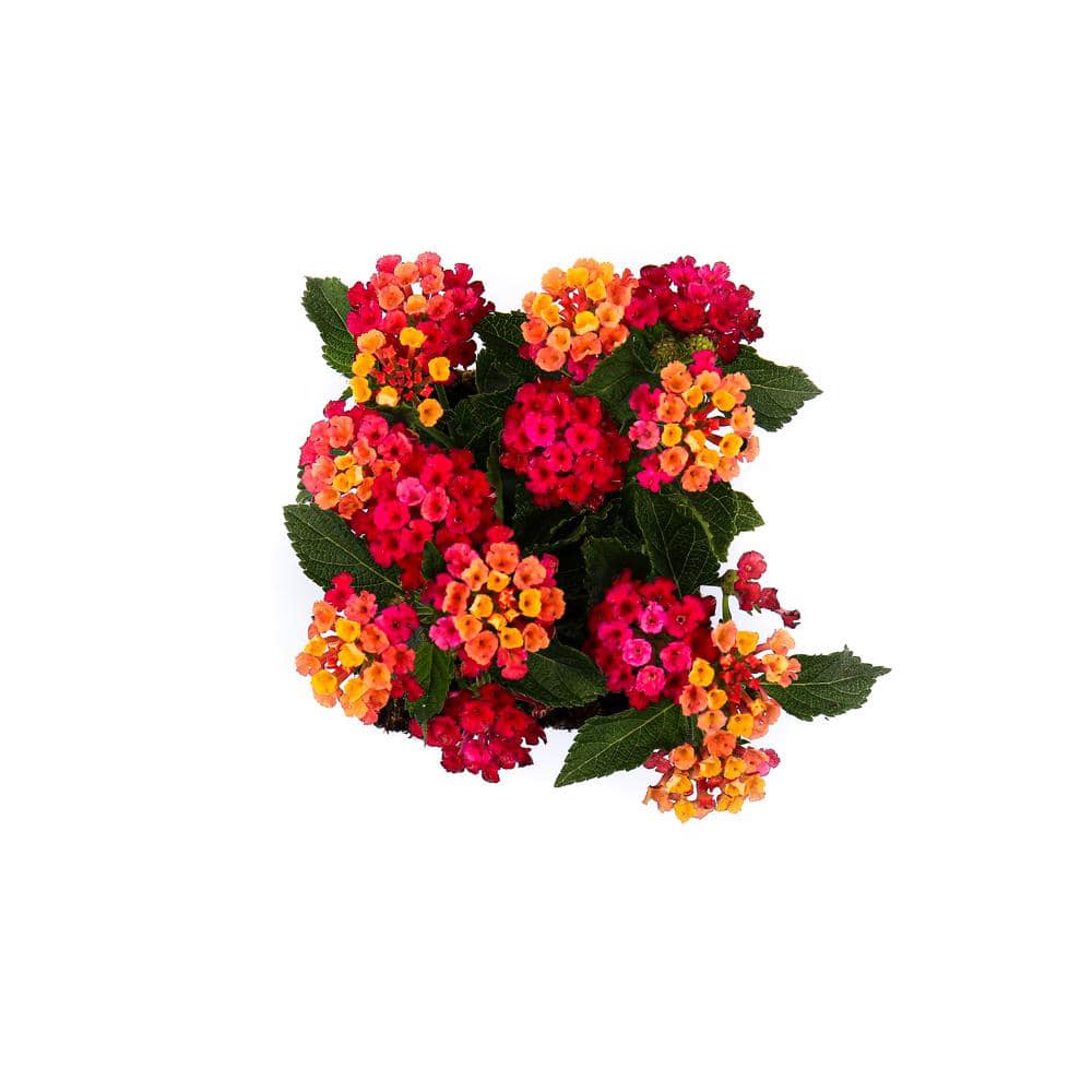 1 Qt. Pink Lantana Plant (2-Pack) - Hercitys