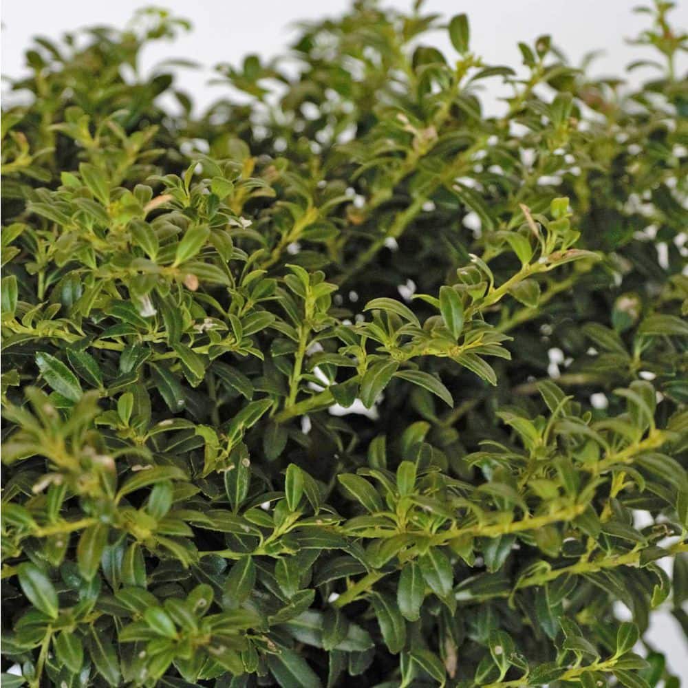 2.5 Qt. Soft Touch Holly(Ilex), Live Evergreen Shrub, Finely Textured Green Foliage - Hercitys