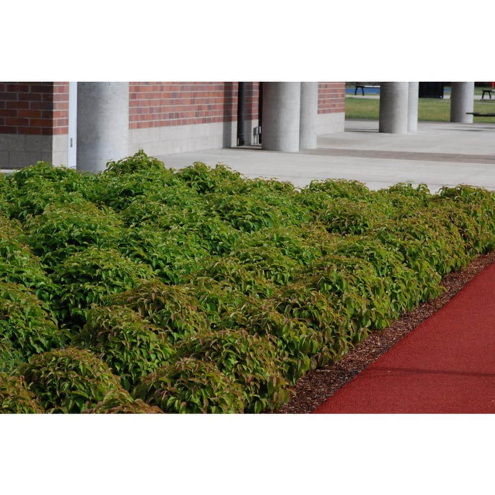 1 Gal. Kelsey Dogwood Shrub With Compact Lush Foliage and Extreme Cold Hardiness - Hercitys