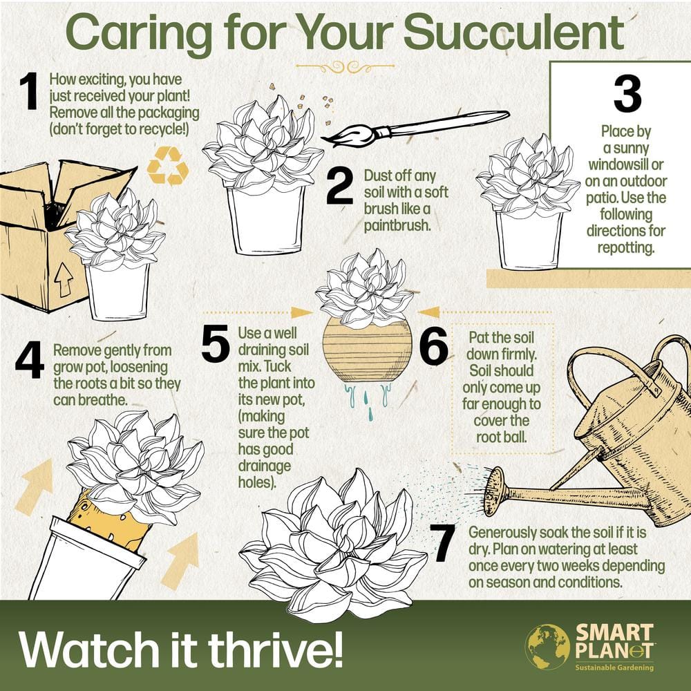 1 qt. Kalanchoe Assorted Succulents (4-Pack) - Hercitys