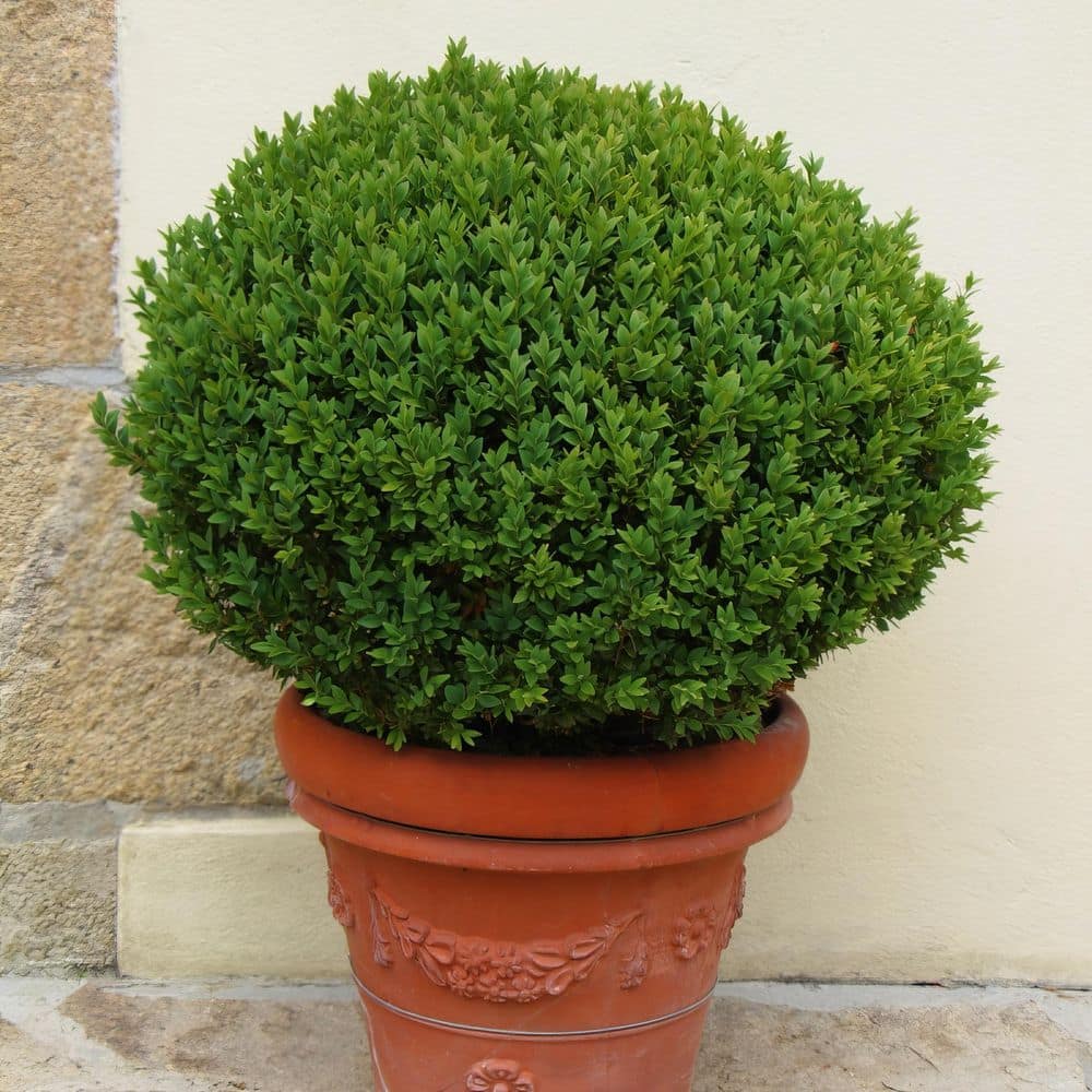 1 gal. Boxwood Wintergreen Shrub - Hercitys