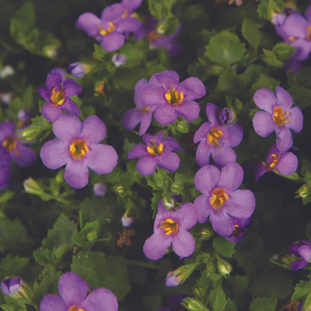 4.25 in. Eco+Grande, Snowstorm Blue Bacopa (Sutera) Live Plant, Lavender-Blue Flowers (4-Pack) - Hercitys