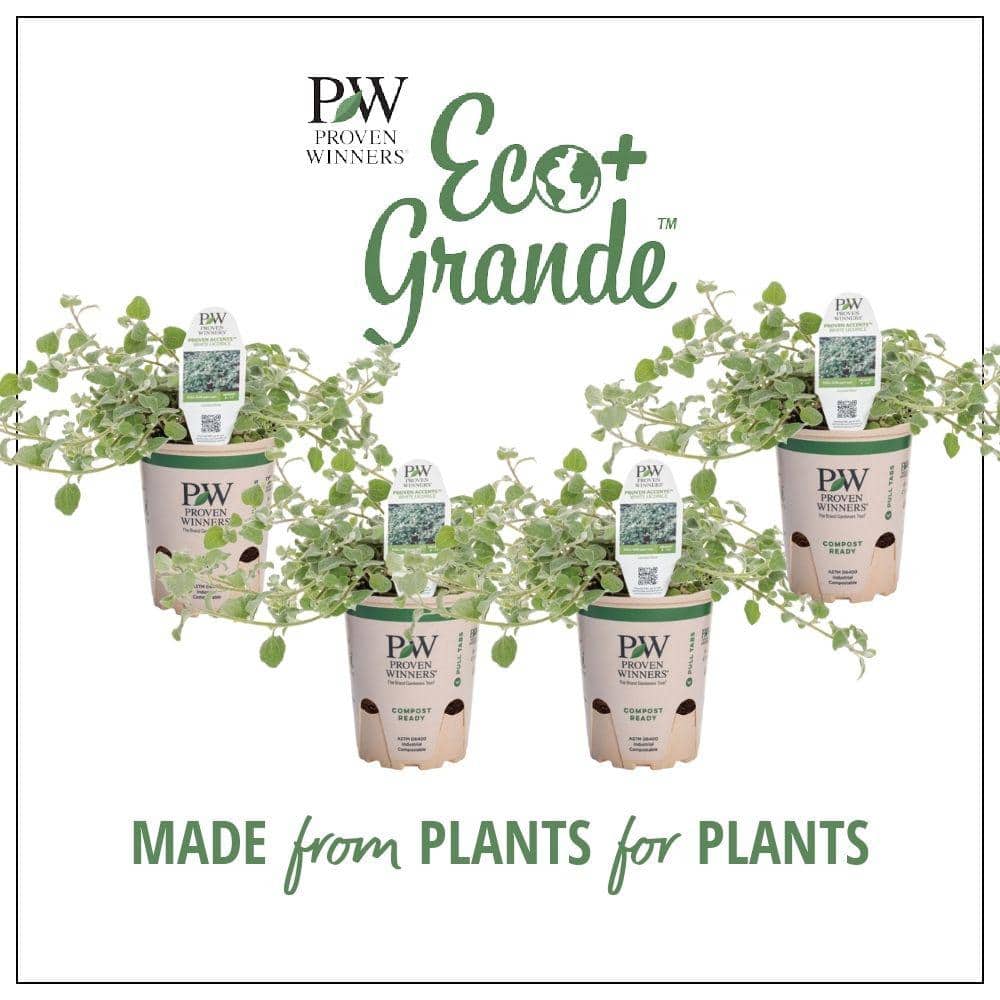 4.25 in. Eco+Grande White Licorice (Helichrysum) Live Plant Silver-White Foliage (4-Pack) - Hercitys