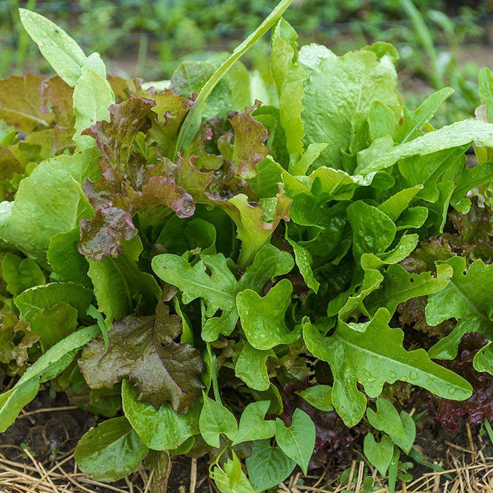 0.50 oz. Lettuce Premium Blend (Seed Packet) - Hercitys