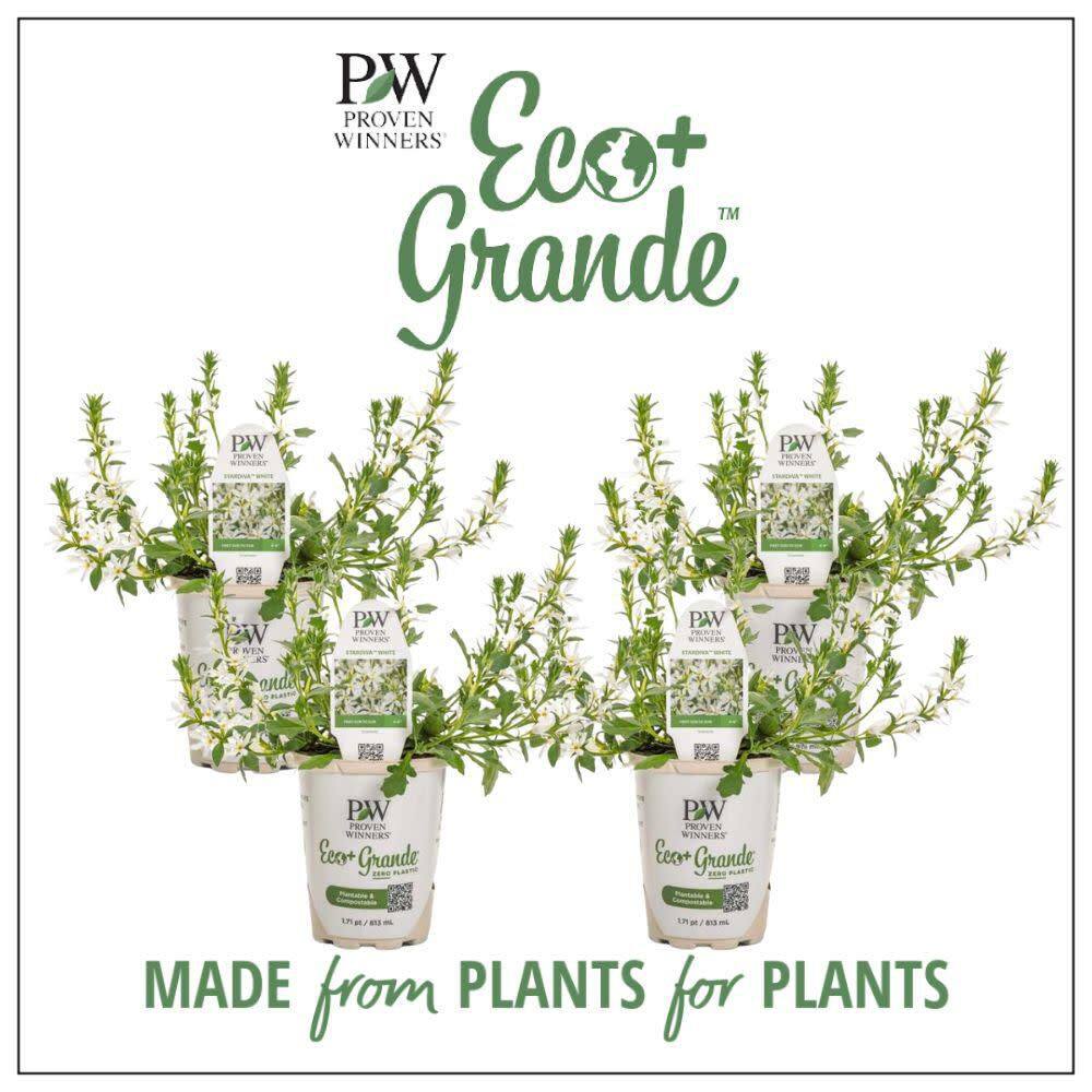 4.25 in. Eco+ Grande Stardiva White Fan Flower (Scaevola Aemula) Live Annual Plant with White Flowers 4-Pack - Hercitys