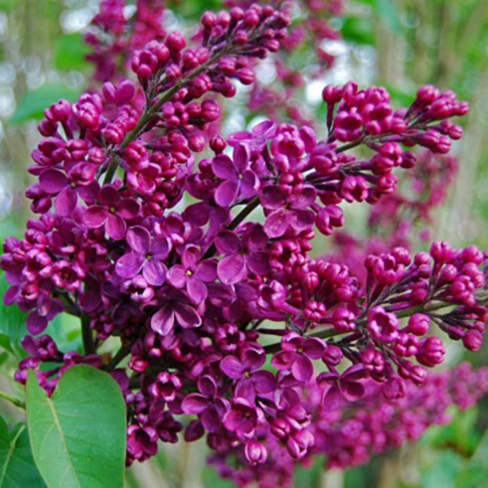 2.25 Gal. Congo Lilac with Large Red-Purple Flowers - Hercitys