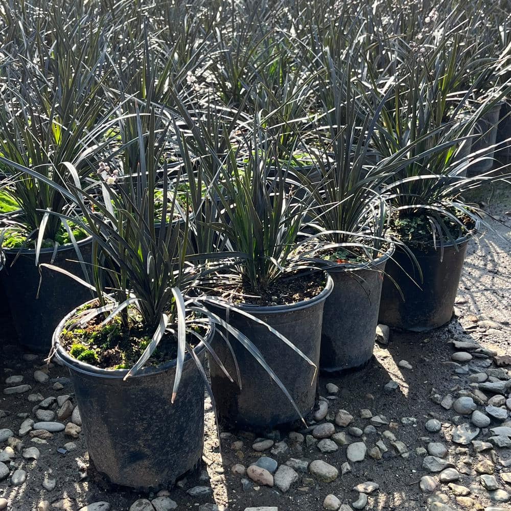 #1 Container Black Mondo Grass Plants (4-Pack) - Hercitys