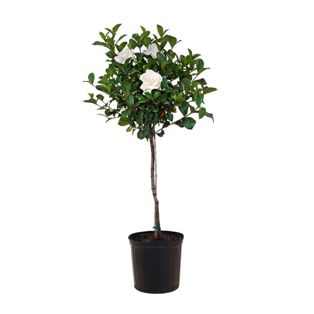34.in to 40 in. Tall Gardenia Aimee Standard Live Gardenia Jasminoides Outdoor Plant in 9.25 in. Grower Pot - Hercitys