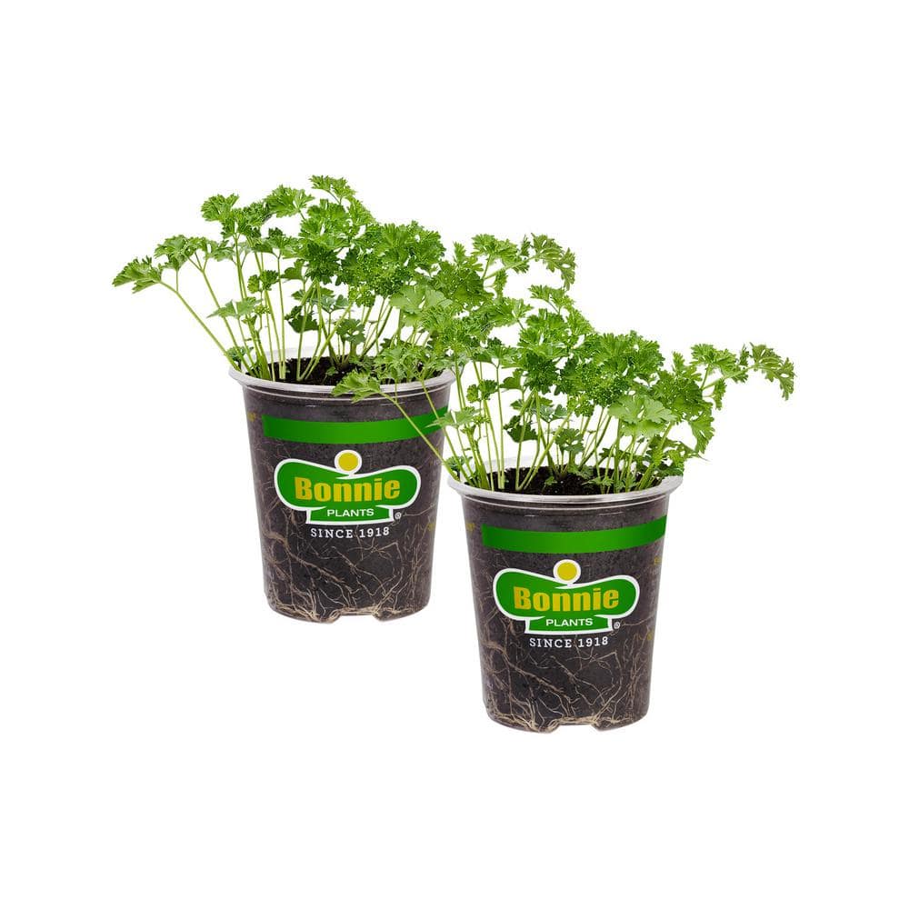 19 oz. Curled Parsley Herb Plant (2-Pack) - Hercitys