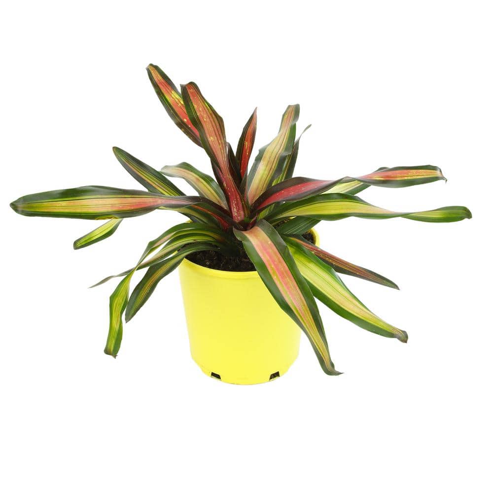 4 qt. Bromeliad Neoregelia Pimiento Tropical Perennial Outdoor Plant with Red-Burgundy Foliage in Grower Pot - Hercitys