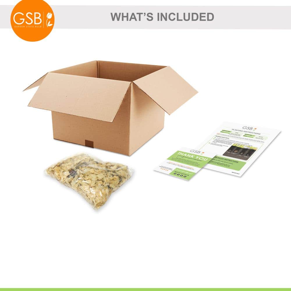 14/16 cm, Oriental Lily Mixed Flower Bulbs (Bag of 10) - Hercitys