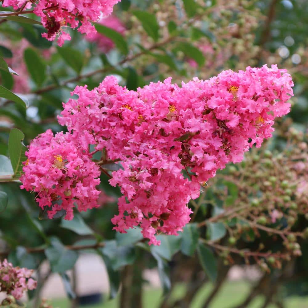3 gal. Crape Myrtle Miami Shrub with Pink Flowers - Hercitys