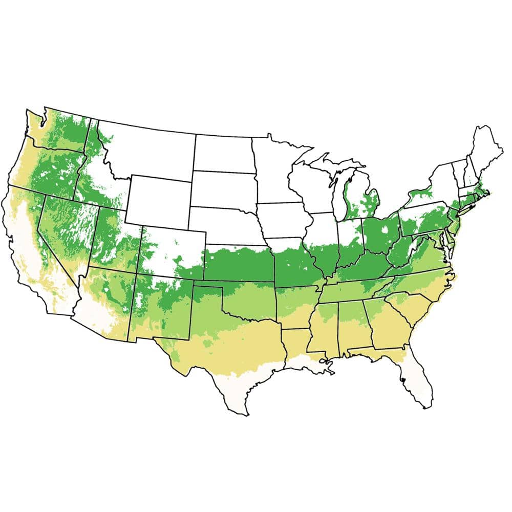 5 Gal. Au Cherry Plum Tree - Hercitys
